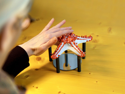 Naturalienkabinett Waldenburg - Tastobjekt