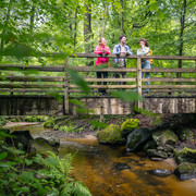 Wandern in Ratingen Eine Gruppe von drei Personen in Wanderkleidung, steht auf einer Holzbrücke, welche über einen Bachlauf führt mitten Wald. Die grünen Laubbäume stehen dicht zu allen Seiten.