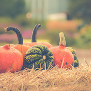 Kürbisfest Beispiel Bild.jpg