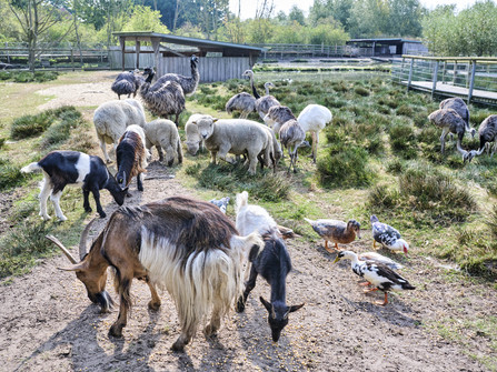 Tiere im Beverstedter Tierpark CUX-ART Tiere im Beverstedter Tierpark CUX-ART
