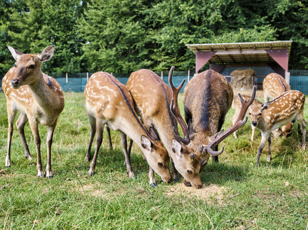 Tiere im Beverstedter Tierpark CUX-ART Tiere im Beverstedter Tierpark CUX-ART