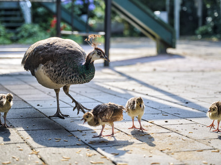 Tiere im Beverstedter Tierpark CUX-ART Tiere im Beverstedter Tierpark CUX-ART