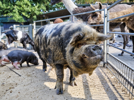 Tiere im Beverstedter Tierpark CUX-ART Tiere im Beverstedter Tierpark CUX-ART