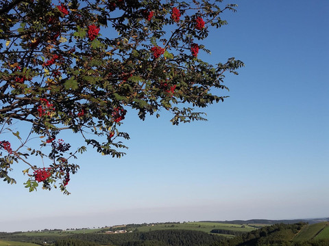 Vogelbeeren