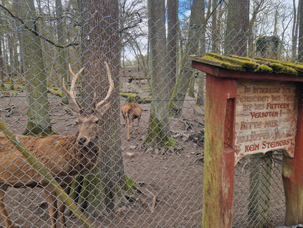 Wildtiergehege Hildburghausen - Hirsch Hirsche im Wildtiergehege Hildburghausen