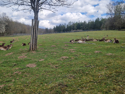 Rehe im Wildtiergehege Hildburghausen Rehe im Wildtiergehege Hildburghausen