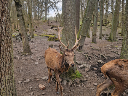 Hirsche im Wildtiergehege Hildburghausen Hirsche im Wildtiergehege Hildburghausen