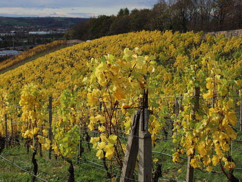 Weinberge Schloss Wackerbarth