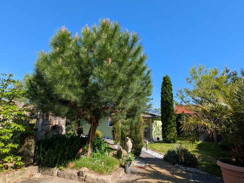 Ferienhaus Königsnase - Außen Eingang