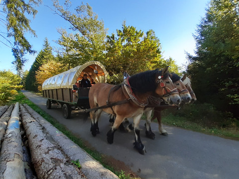 Werdauer Wald - Kutschfahrt