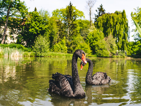 Grünfelder Park Waldenburg - Teich