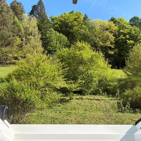 Klosterquelle, Aussicht zum Wald