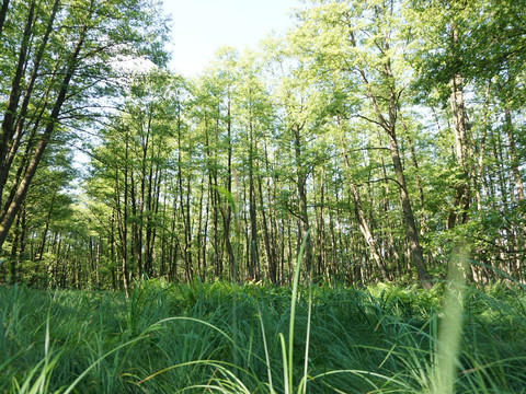 Waldimpressionen Dübener Heide
