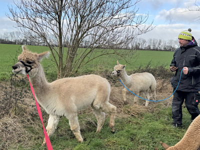 Outdoor Aktiv - Wanderung mit Alpakas  Outdoor Aktiv - Wanderung mit Alpakas