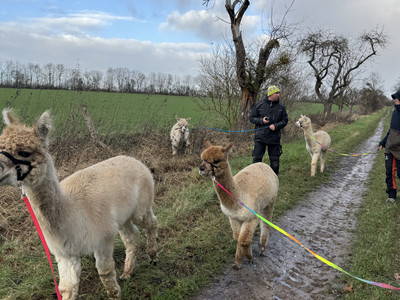 Outdoor Aktiv - Wanderung mit Alpakas  Outdoor Aktiv - Wanderung mit Alpakas