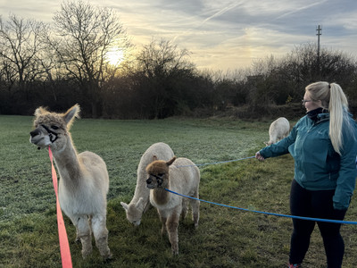 Outdoor Aktiv - Wanderung mit Alpakas  Outdoor Aktiv - Wanderung mit Alpakas
