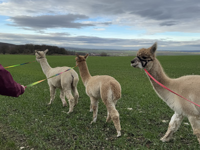 Outdoor Aktiv - Wanderung mit Alpakas  Outdoor Aktiv - Wanderung mit Alpakas