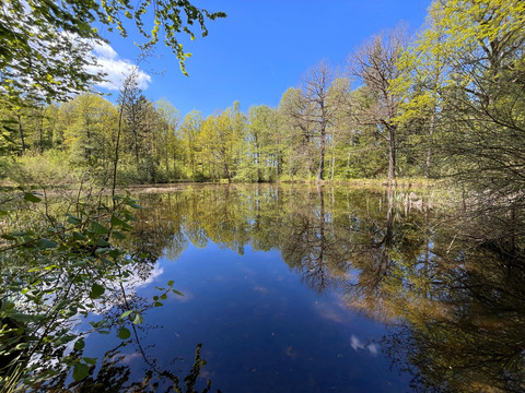 Blick auf den großen Fischteich