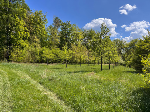 Streuobstwiese am Lehrpfad