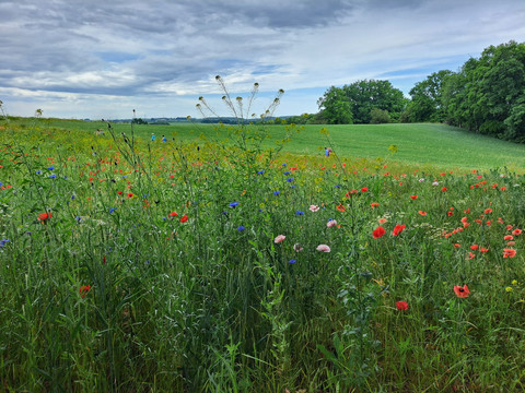 Naturschutzgebiet Kreuzgrund in Mügeln