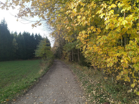 Weg in den Hartmannsdorfer Forst