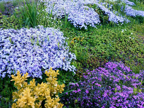 WUNDERSCHÖNE FRÜHLINGSBLÜHER