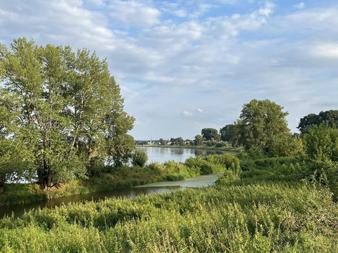 Elbaue
