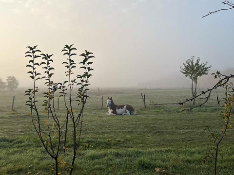 Blick_Pferdekoppel
