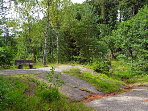 Roter Bach Eine Parkbank steht am Waldrand, umgeben von grünen Bäumen und einem verrottenden Laubteppich.