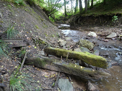 Relikte Ehrenfeldstollen Ein ruhiger, schmaler Waldweg entlang eines bewaldeten Baches mit moosbedecktem Holz und Steinen.