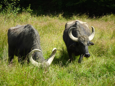 Wasserbüfel Zwei Wasserbüffel grasen auf einer saftigen, mit hohen Gräsern bewachsenen Wiese unter Bäumen.