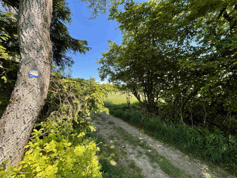 Rotary Wanderweg Waldweg zwischen dichten Laubbäumen unter klarem, blauen Himmel mit Sonnenlicht durch die Blätter.