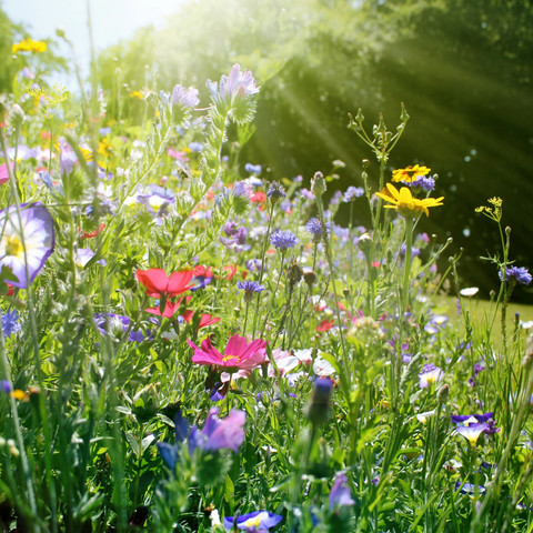AdobeStock_520870677_naturnahe Wiese_bittedankeschön_2000px.jpg Kräuterwanderung Wanninchen