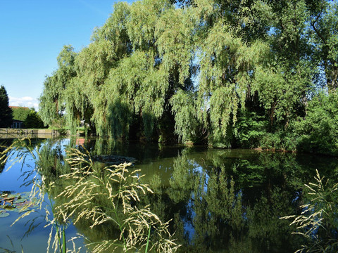 Vogelteich