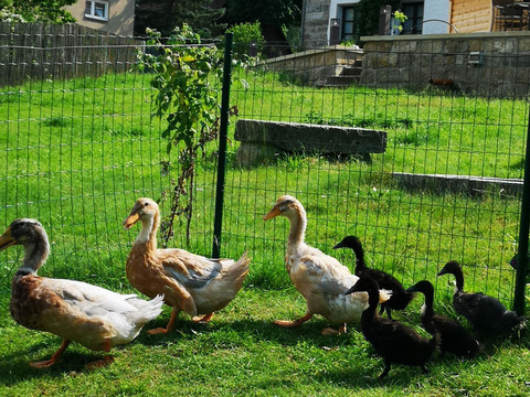 Landidylle am Haus Landlust