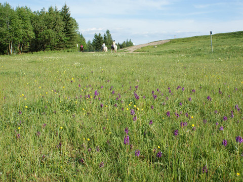 Knabenkraut am Galgenteich