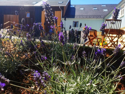 Gutshof_Schirgiswalde_Außenbereich_lavendel