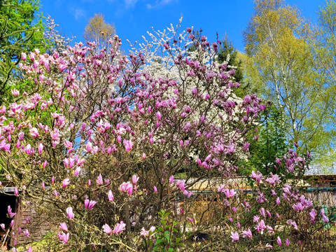 unser gepflegtes Grundstück