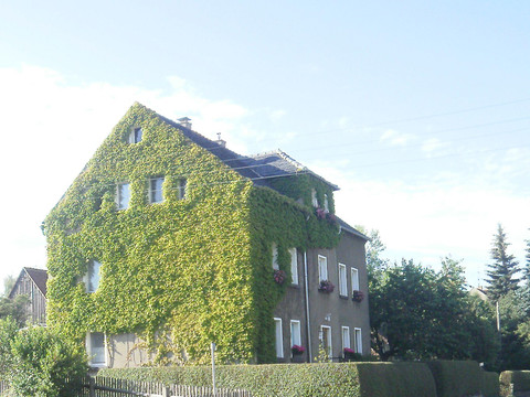 Das grüne Haus im Sommer