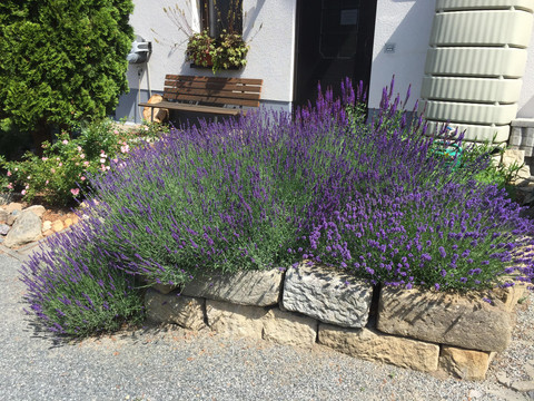 liebevoll angelegter Garten