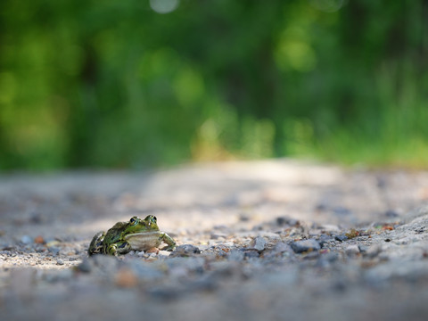 Tierbeobachtung am Sandteich - Frosch