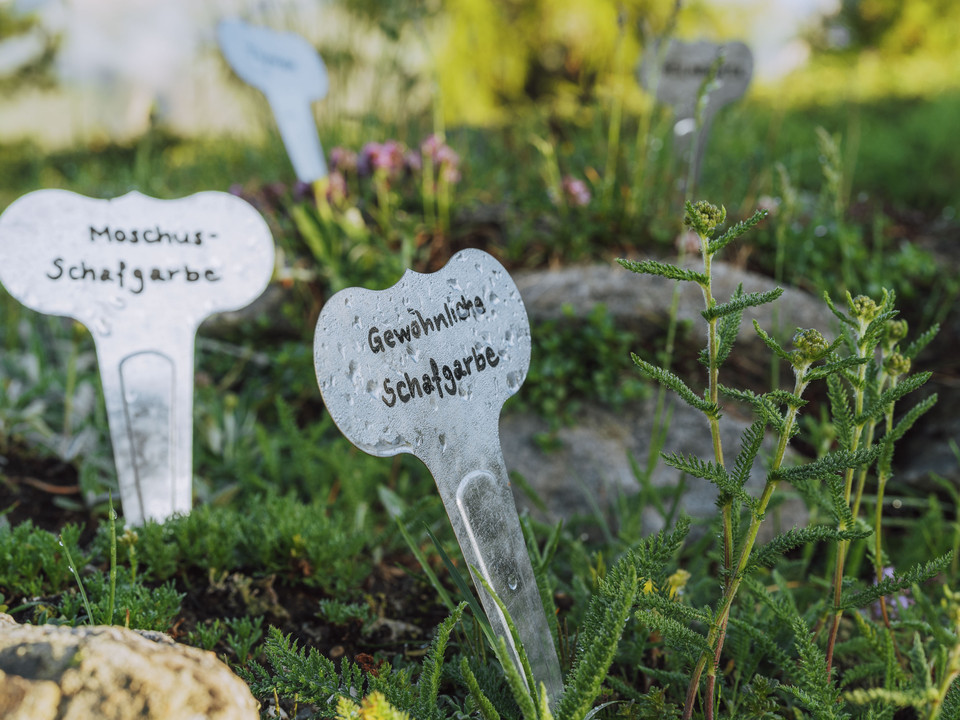 Alpengarten im Sommer bei der Villa Cassel in der Aletsch Arena Alpengarten im Sommer bei der Villa Cassel in der Aletsch Arena