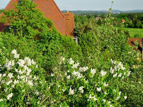 Blick zum Königstein