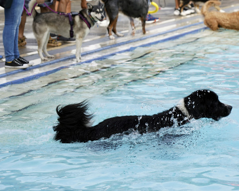 Hundebadetag-Nordseeheilbad-Cuxhaven-2024-4-berbeitet.jpg