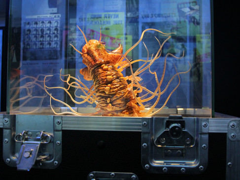 Kalloprion kilmisteri (c) Esben Horn, 10Tons.jpg