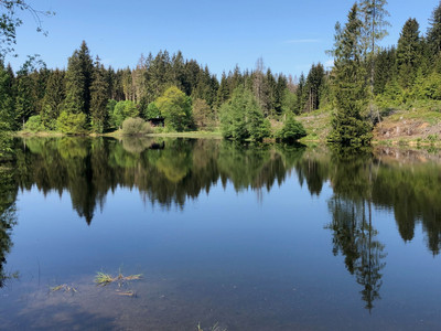 Teich bei Bad Grund
