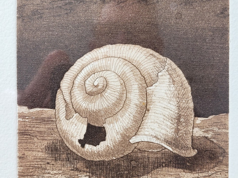 Snail shell in shades of brown on a textured background, fine artistic depiction.