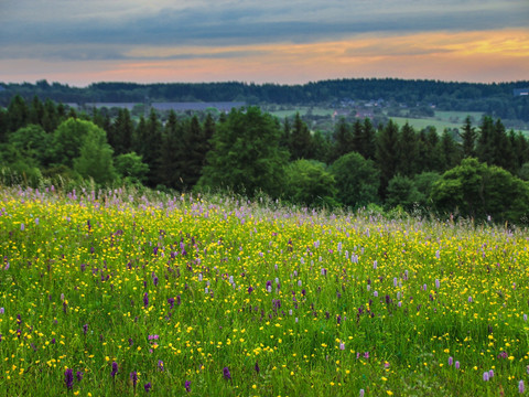 Üppige Bergwiesen im Erzgebirge