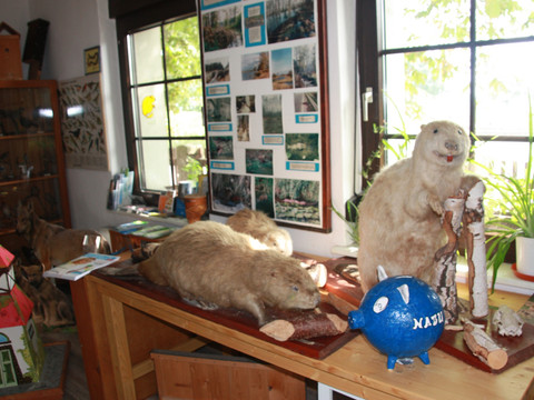 Biber in der Ausstellung