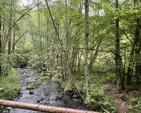 Bach Louisendorf Rundweg 2